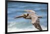 Brown Pelican Soaring. La Jolla Cove, San Diego-Michael Qualls-Framed Photographic Print