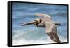 Brown Pelican Soaring. La Jolla Cove, San Diego-Michael Qualls-Framed Stretched Canvas