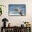 Brown Pelican Soaring. La Jolla Cove, San Diego-Michael Qualls-Framed Stretched Canvas displayed on a wall