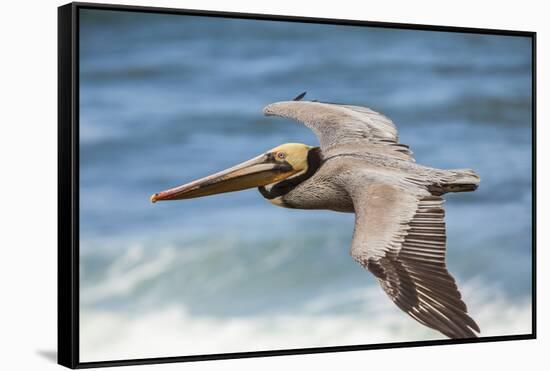Brown Pelican Soaring. La Jolla Cove, San Diego-Michael Qualls-Framed Stretched Canvas