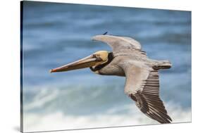 Brown Pelican Soaring. La Jolla Cove, San Diego-Michael Qualls-Stretched Canvas