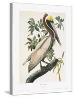 Brown Pelican-John James Audubon-Stretched Canvas