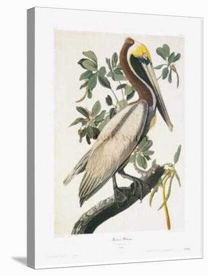 Brown Pelican-John James Audubon-Stretched Canvas