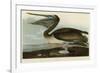 Brown Pelican-John James Audubon-Framed Giclee Print