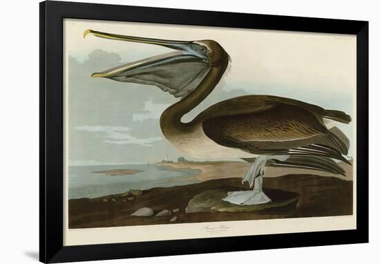 Brown Pelican-John James Audubon-Framed Giclee Print