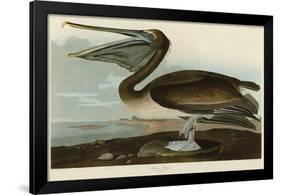 Brown Pelican-John James Audubon-Framed Giclee Print