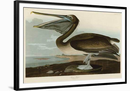 Brown Pelican-John James Audubon-Framed Giclee Print