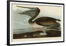 Brown Pelican-John James Audubon-Framed Giclee Print