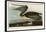 Brown Pelican-John James Audubon-Framed Giclee Print