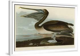 Brown Pelican-John James Audubon-Framed Giclee Print