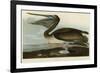 Brown Pelican-John James Audubon-Framed Giclee Print