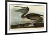 Brown Pelican-John James Audubon-Framed Giclee Print