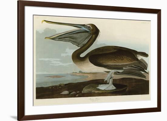 Brown Pelican-John James Audubon-Framed Giclee Print