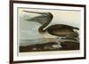 Brown Pelican-John James Audubon-Framed Giclee Print