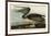 Brown Pelican-John James Audubon-Framed Giclee Print