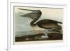 Brown Pelican-John James Audubon-Framed Giclee Print