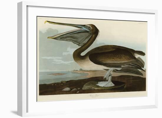 Brown Pelican-John James Audubon-Framed Art Print