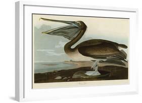 Brown Pelican-John James Audubon-Framed Art Print