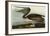 Brown Pelican-John James Audubon-Framed Art Print