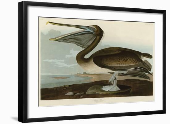 Brown Pelican-John James Audubon-Framed Art Print