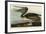 Brown Pelican-John James Audubon-Framed Art Print