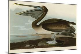 Brown Pelican-John James Audubon-Mounted Art Print