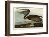 Brown Pelican-John James Audubon-Framed Art Print