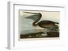 Brown Pelican-John James Audubon-Framed Art Print