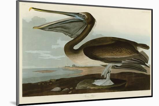 Brown Pelican-John James Audubon-Mounted Art Print