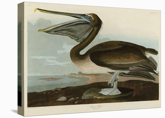 Brown Pelican-John James Audubon-Stretched Canvas