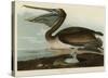 Brown Pelican-John James Audubon-Stretched Canvas