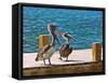 Brown Pelican-Joe Restuccia III-Framed Stretched Canvas