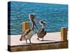 Brown Pelican-Joe Restuccia III-Stretched Canvas