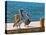 Brown Pelican-Joe Restuccia III-Stretched Canvas