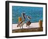 Brown Pelican-Joe Restuccia III-Framed Photographic Print