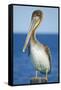 Brown Pelican-Clay Coleman-Framed Stretched Canvas