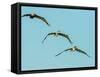 Brown Pelican-Gary Carter-Framed Stretched Canvas