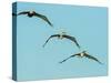 Brown Pelican-Gary Carter-Stretched Canvas