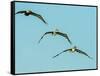 Brown Pelican-Gary Carter-Framed Stretched Canvas