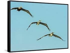 Brown Pelican-Gary Carter-Framed Stretched Canvas