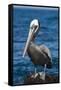 Brown Pelican-DLILLC-Framed Stretched Canvas