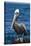 Brown Pelican-DLILLC-Stretched Canvas