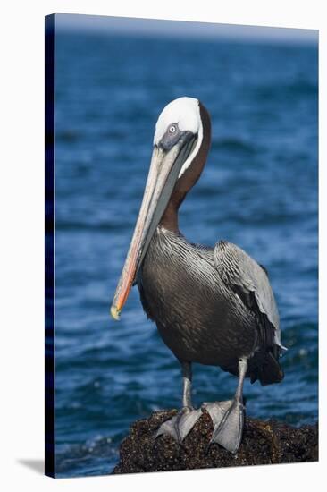 Brown Pelican-DLILLC-Stretched Canvas