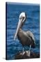 Brown Pelican-DLILLC-Stretched Canvas