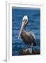 Brown Pelican-DLILLC-Framed Premium Photographic Print