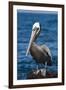 Brown Pelican-DLILLC-Framed Premium Photographic Print