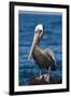 Brown Pelican-DLILLC-Framed Premium Photographic Print