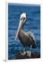 Brown Pelican-DLILLC-Framed Premium Photographic Print