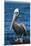 Brown Pelican-DLILLC-Mounted Premium Photographic Print