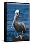 Brown Pelican-DLILLC-Framed Stretched Canvas